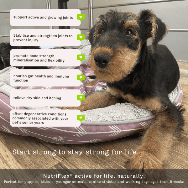 Maintenance Collagen For Dogs And Cats - Image 3