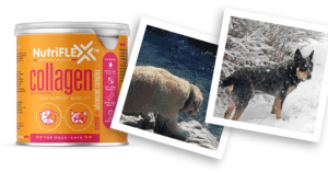 Jakkals And Jinx Love Nutriflex Advanced Pet Collagen