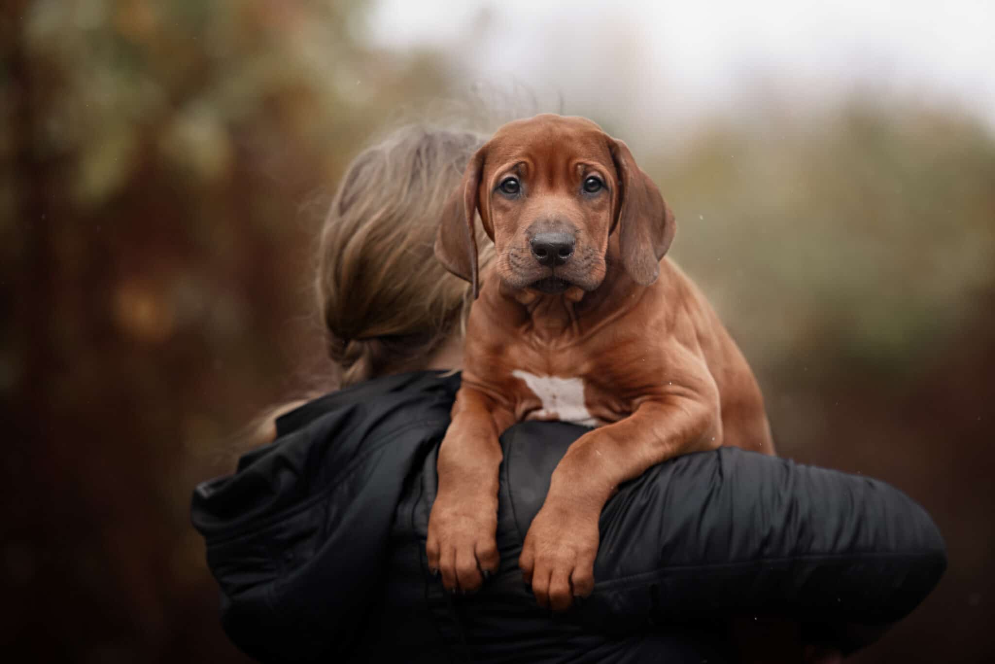 Beautiful dog rhodesian ridgeback hound puppy outdoors on a field