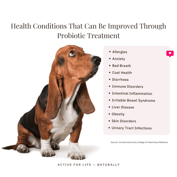 Floramax Probiotic For Dogs And Cats - Digestive Health And Gut Balance - Image 4