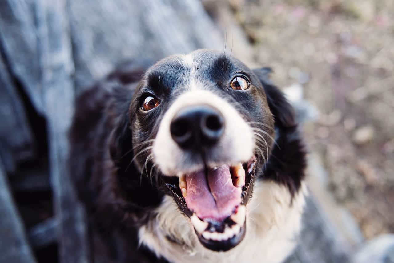 Joint-Supplement-For-Dogs-Smiling-Dog