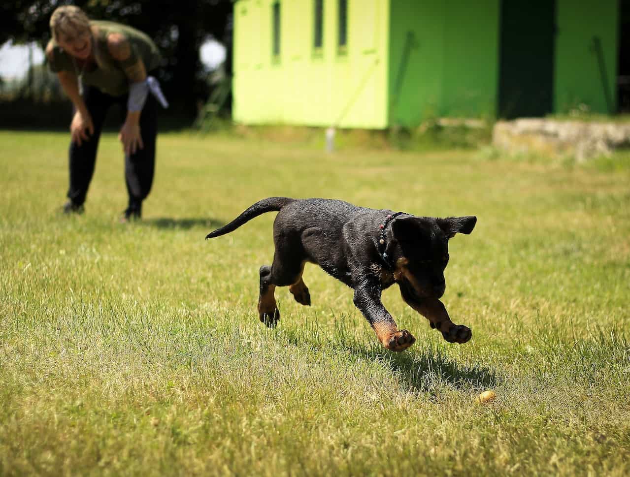 Joint-Supplement-For-Dogs-Puppy-Playing-Fetch