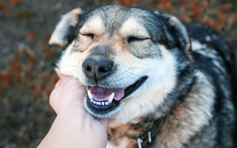 Dog-Supplements-Cute-Brown-Happy-Dog-Petting-A-Human-Hand-Behind-The-Ear-In-The-Sunny-Garden-Min