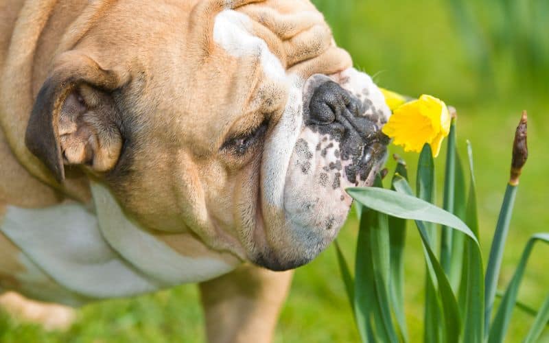 Dog-Joint-Supplements-Happy-Cute-English-Bulldog-Dog-In-The-Spring-Field-Min