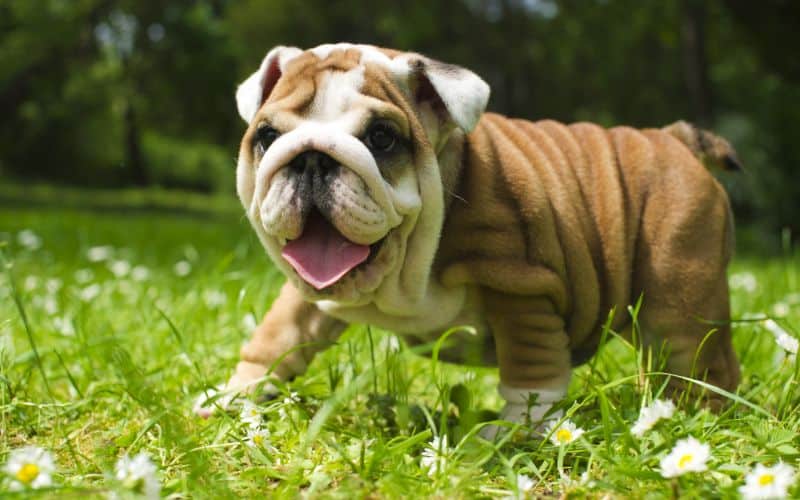 Dog-Supplements-English-Bulldog-Puppy-Min