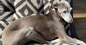 Dog Supplements For Skin Sylvia Italian Greyhound