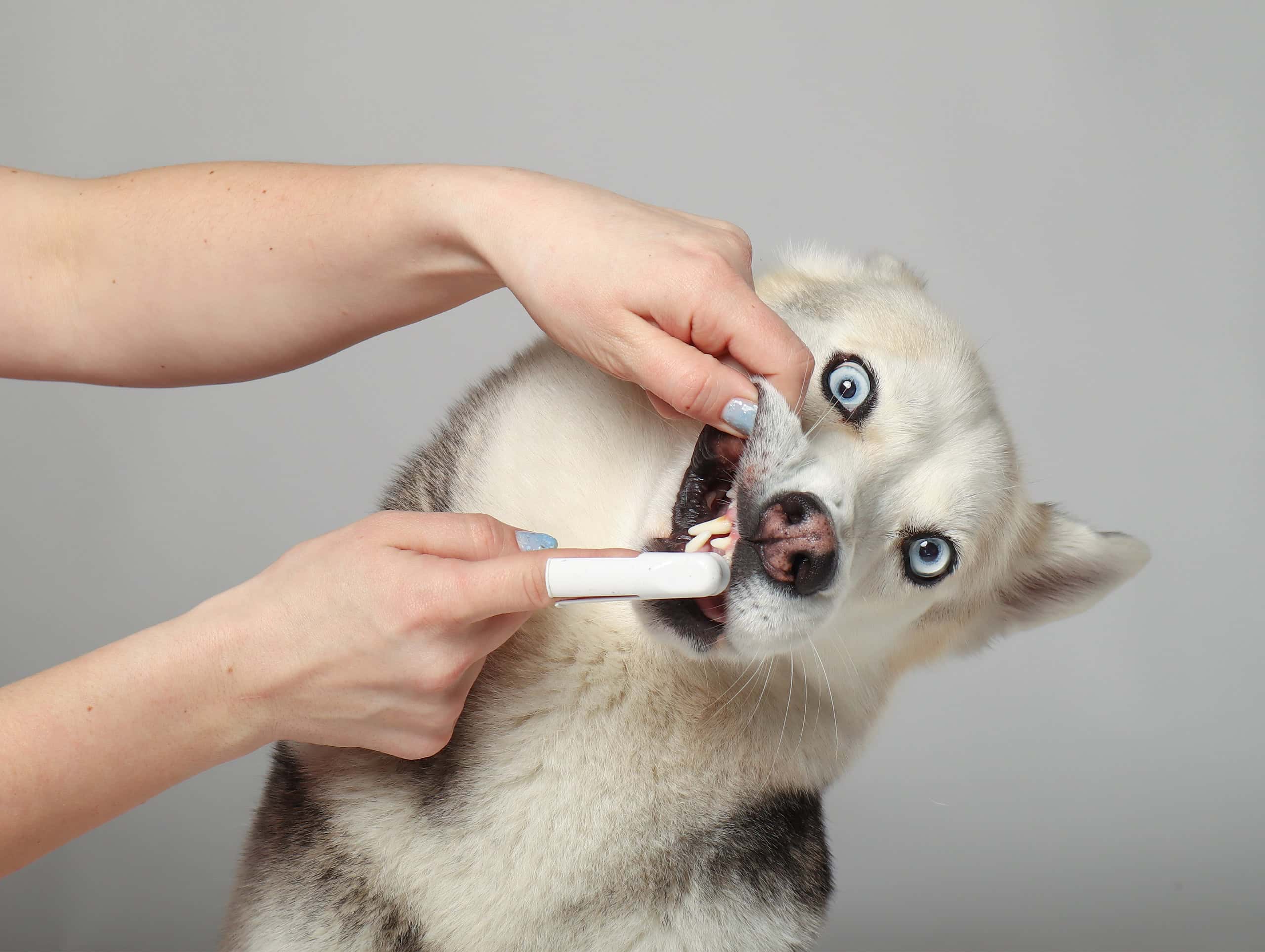 Brushing a husky dog's teeth using a finger toothbrush. The dog's eyes are wide and its mouth is open, showing its clean white teeth highlighting the importance of regular oral pet care to prevent plaque accumulation and support dental health in pets, ensuring fresh breath and healthy gums.