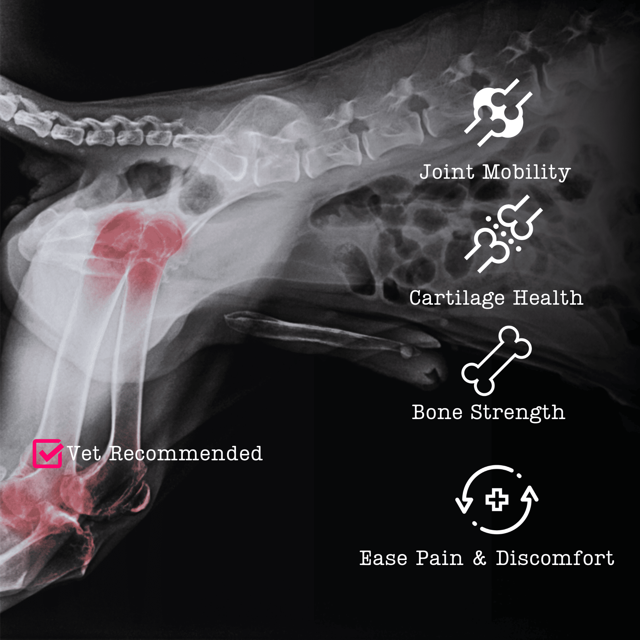 Nutriflex Advanced Hip And Joint Supplement For Dogs Cats And Horses