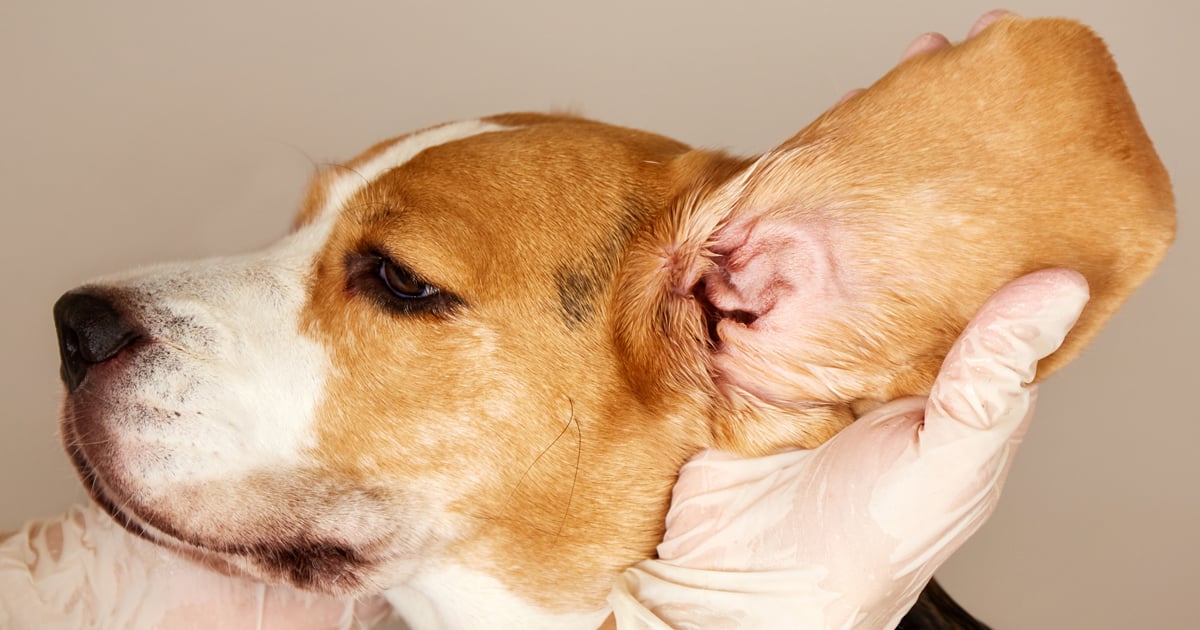 Mites on Dogs: 3 Simple Natural Home Remedies