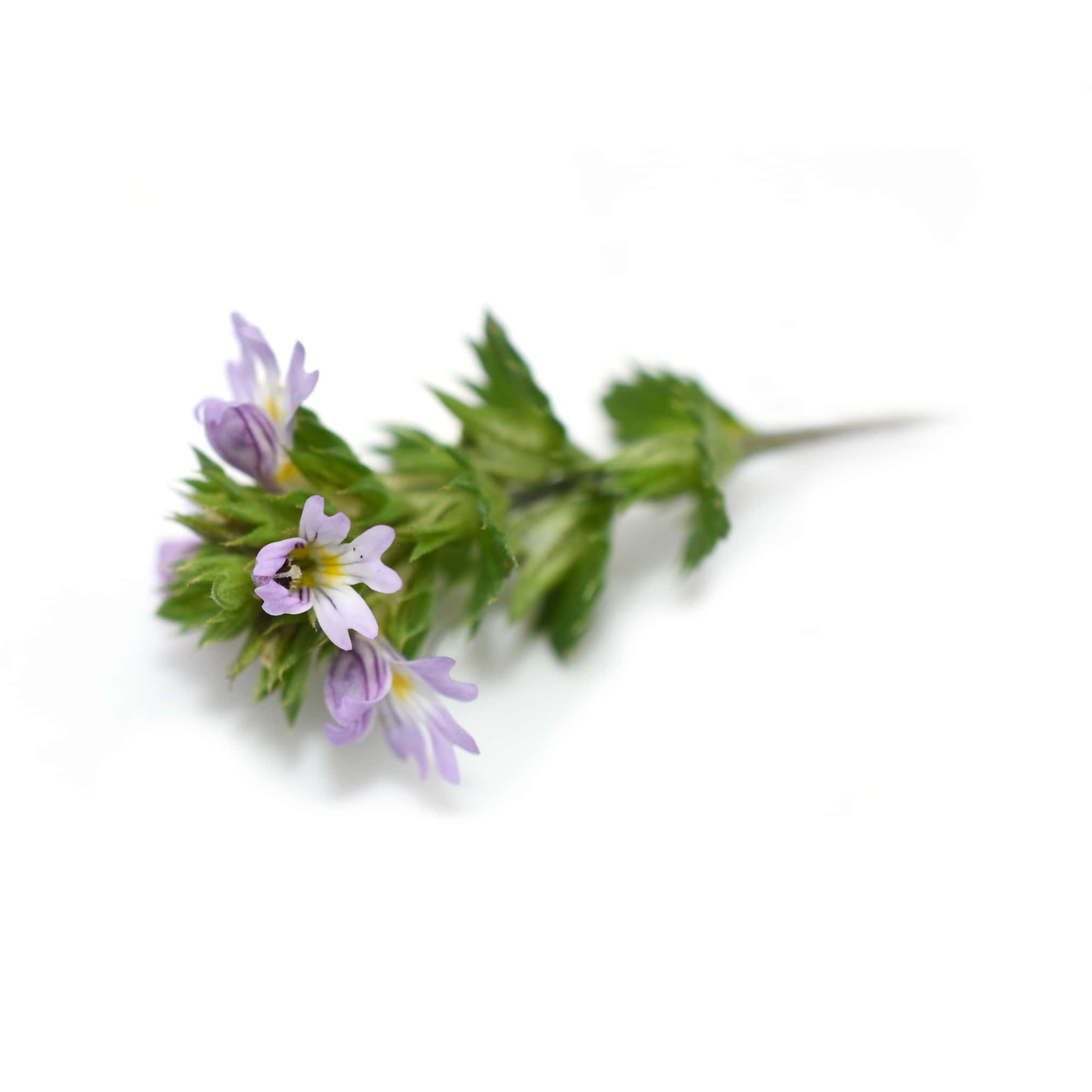 eyebright-herb