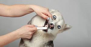 Person Brushing A Husky Dog'S Teeth Using A Finger Toothbrush. The Dog'S Mouth Is Open, Showing Its Clean White Teeth As The Person Gently Lifts Its Lip To Reach Hard-To-Clean Areas. This Scene Highlights The Importance Of Regular Oral Pet Care To Prevent Plaque Buildup And Support Dental Health In Pets, Ensuring Fresh Breath And Healthy Gums.