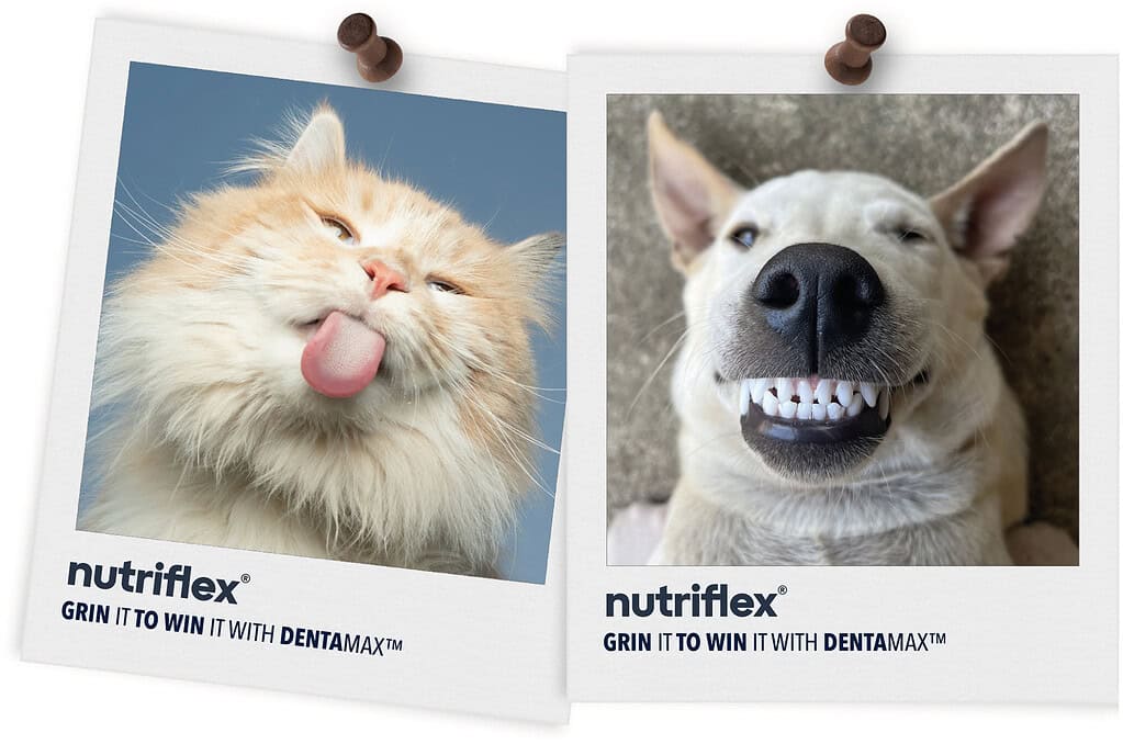 Grin-It-To-Win-It-Contest-Dentamax-For-Dogs-And-Cats