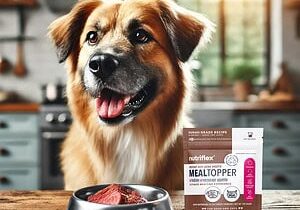 A Happy, Medium-Sized Dog With A Shiny, Healthy Coat Sits In A Cozy Kitchen, Eagerly Waiting For Its Meal. The Dog'S Food Bowl Contains Fresh Beef, And Next To It Is A Resealable Pouch Of Nutriflex Instant Beef Bone Broth Meal Topper, A Pet Beef Collagen Supplement For Dogs. The Natural Light And Warm Atmosphere Emphasise The Health Benefits Of Collagen, Supporting Joint Health And Shiny Fur For Dogs